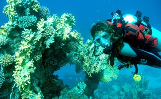 Daily Dive Trips